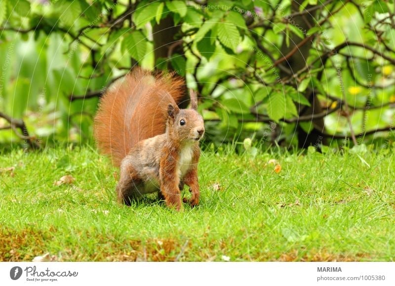A squirrel on green grass. Natur Tier Gras Wiese Fell Behaarung Wildtier Rost braun grün rot Wachsamkeit intent beige brown Eichhörnchen Eurasian red squirrel