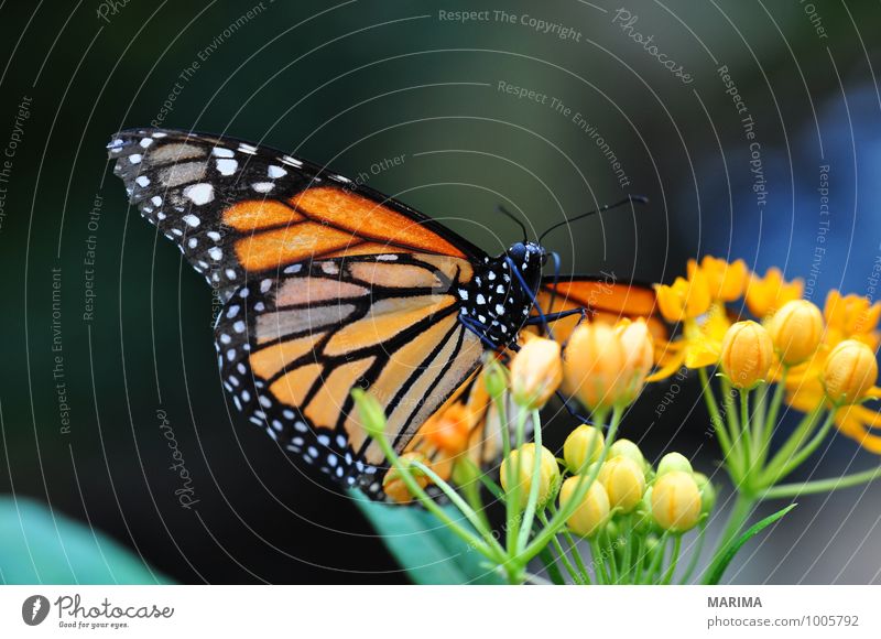 Amerikanische Monarch sitting on orange flower schön Umwelt Natur Pflanze Tier Blume Blüte sitzen Ekel gelb grün rot schwarz America outside bloom disgusting