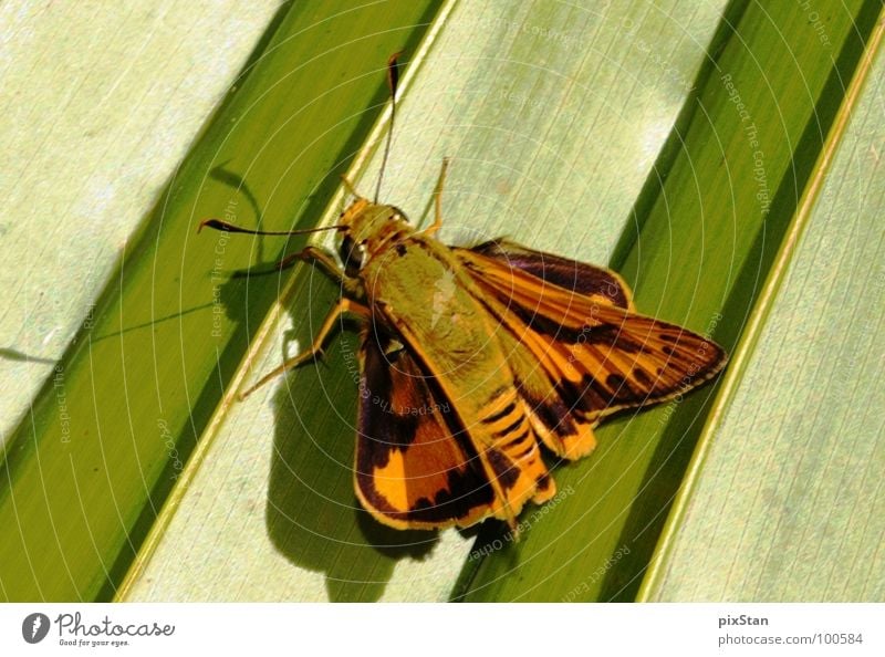Brum das Insekt grün braun Tier Fühler Schmetterling Flügel Schatten Nahaufnahme