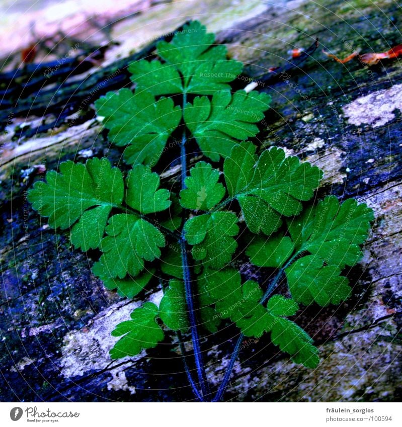 green leaf on dark ground grün Baumstamm Pflanze Reifezeit Natur Leben Wachstum