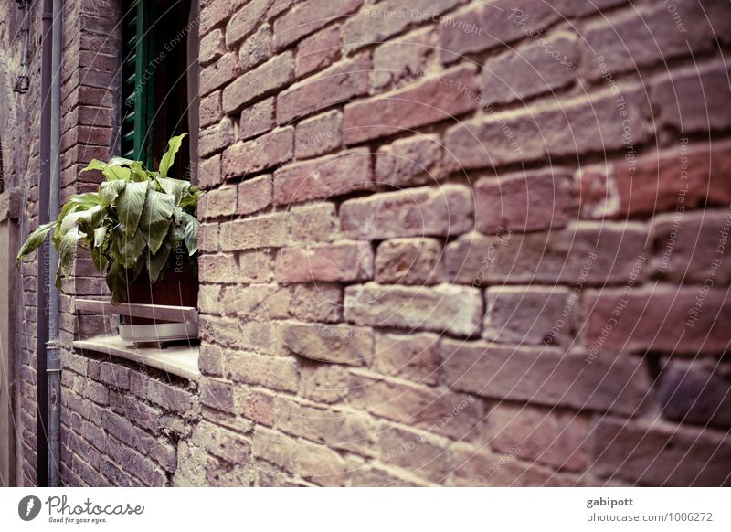 toskana | mauerblümchen Arezzo Altstadt Fassade braun grün rot Nostalgie Optimismus Perspektive Verfall Vergänglichkeit Wandel & Veränderung Mauer Backstein alt