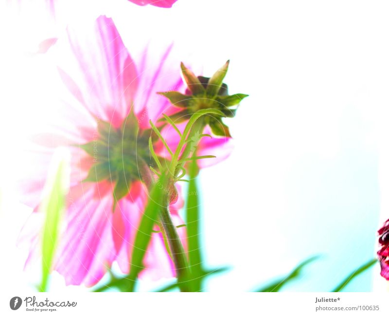 Schönheit von hinten Blume schön weiß grün rosa neutral zart Sommer bleich flower Blütenknospen