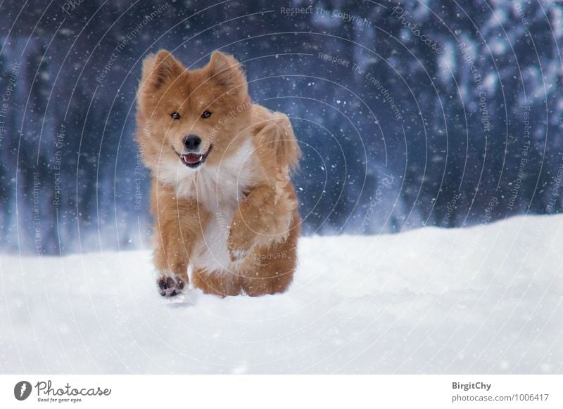 Barnie Natur Winter Schnee Schneefall Tier Haustier Hund 1 laufen rennen Farbfoto Gedeckte Farben Außenaufnahme Blick in die Kamera Blick nach vorn
