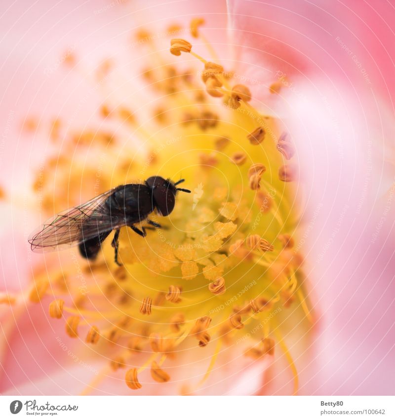 Von wegen fleißiges Bienchen! Insekt Biene Staubfäden Blume Blüte Sammlung Suche genießen Kosten Makroaufnahme Nahaufnahme Sommer Fliege Nektar Blühend Natur