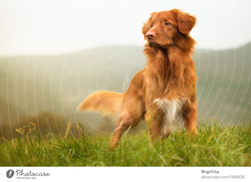 Bagizo Gras Wiese Hügel Berge u. Gebirge Tier Haustier Hund 1 stehen Nova Scotia Duck Tolling Retriever Farbfoto Gedeckte Farben Außenaufnahme Sonnenlicht