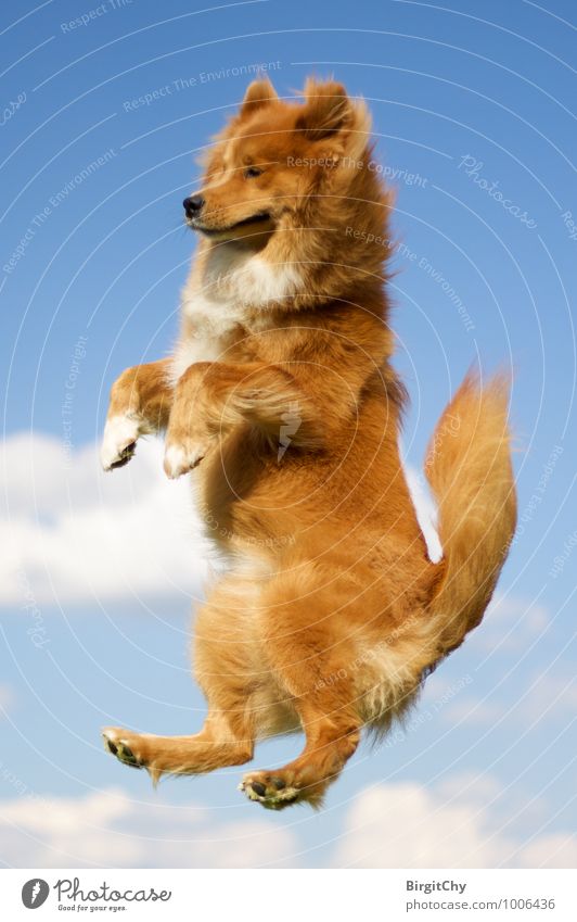 flying Himmel Wolken Sommer Schönes Wetter Tier Haustier Hund 1 fallen fliegen springen Freude Lebensfreude Elo (Hunderasse) Farbfoto Außenaufnahme Tag