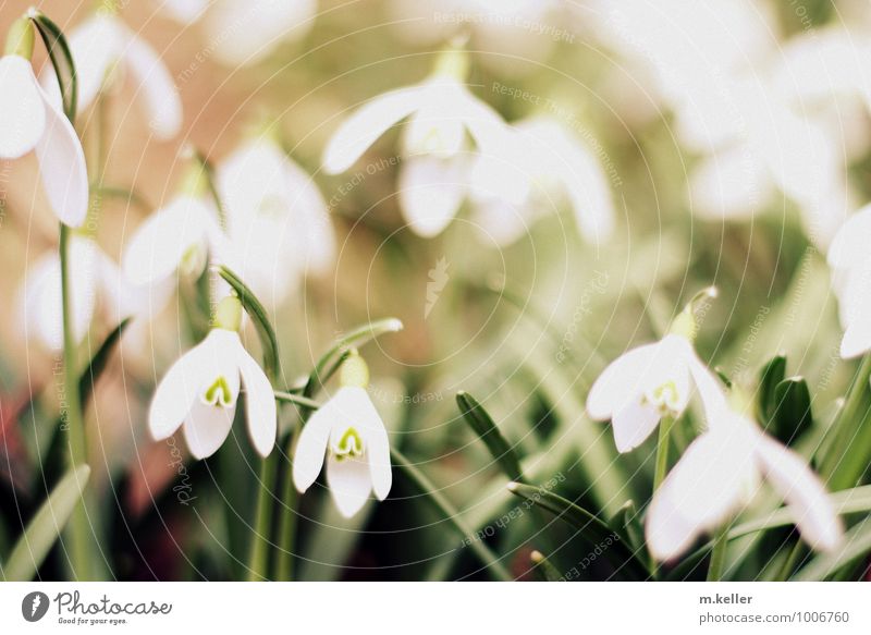 Frühling Pflanze Wildpflanze Schneeglöckchen Blühend Wachstum ästhetisch frisch Gesundheit Glück hell schön niedlich positiv Freude Fröhlichkeit Vorfreude