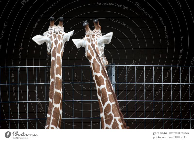 schau mal Safari Expedition Kopf Zoo 2 Tier Tierpaar Tierfamilie beobachten Blick Traurigkeit groß braun schwarz Treue Zukunftsangst Giraffe Farbfoto