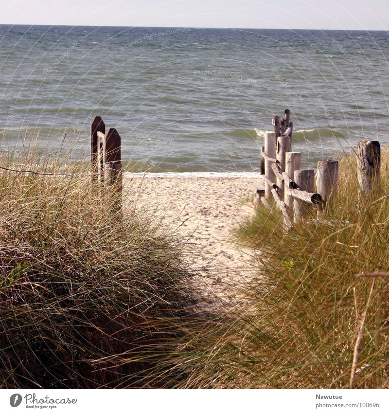 Zum Strand Meer Küste ruhig Erholung Ostsee Natur Wege & Pfade