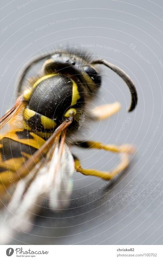 angriffslustig II Fühler Insekt Wespen Hornissen Biene flattern Rückansicht gefährlich Angriff nervig Honig Larve König Wespennest stechen schwarz gelb
