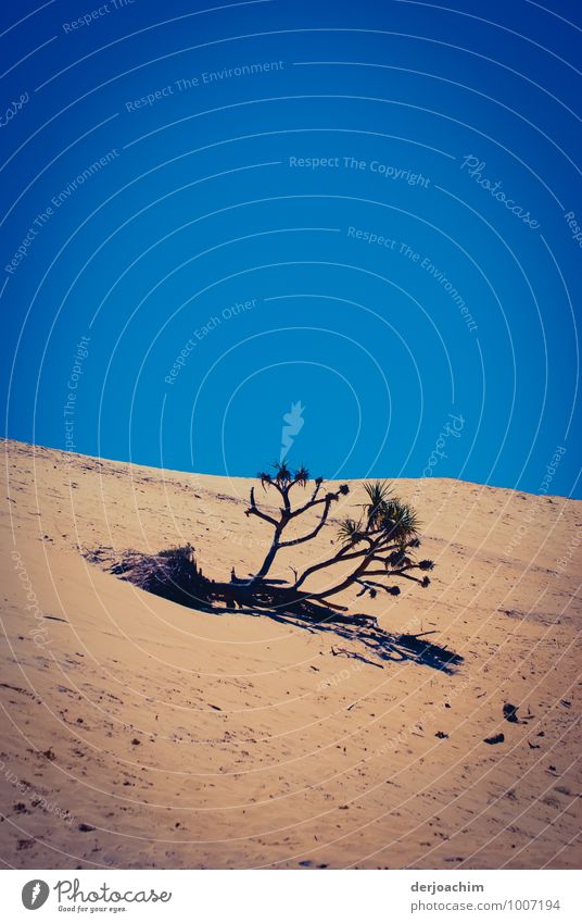 Einzelne Planze in den Dünen bei Rainbow Beach.Blauer Himmel. Queensland / Australia, Einzelgänger exotisch ruhig Sommerurlaub Umwelt Sand Pflanze Strand
