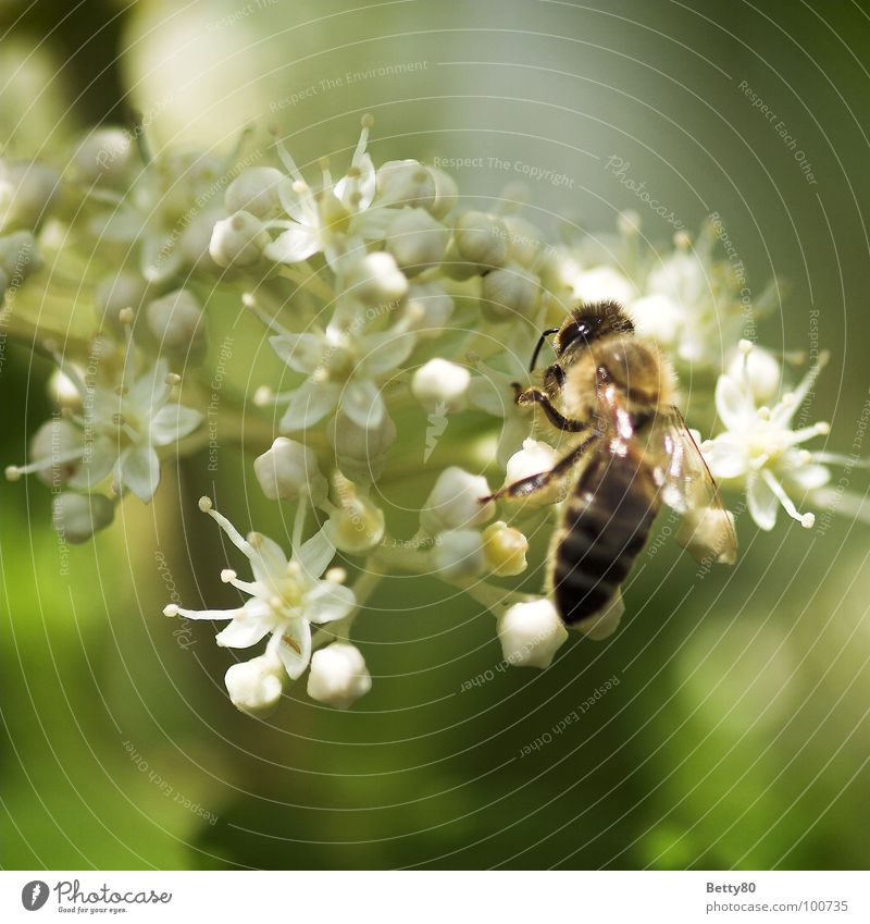 Fleißig ohne Ende Insekt Biene Blume Staubfäden Blüte Sammlung Suche fleißig genießen Kosten Sommer Makroaufnahme Nahaufnahme Natur Nektar Blühend sich bemühen