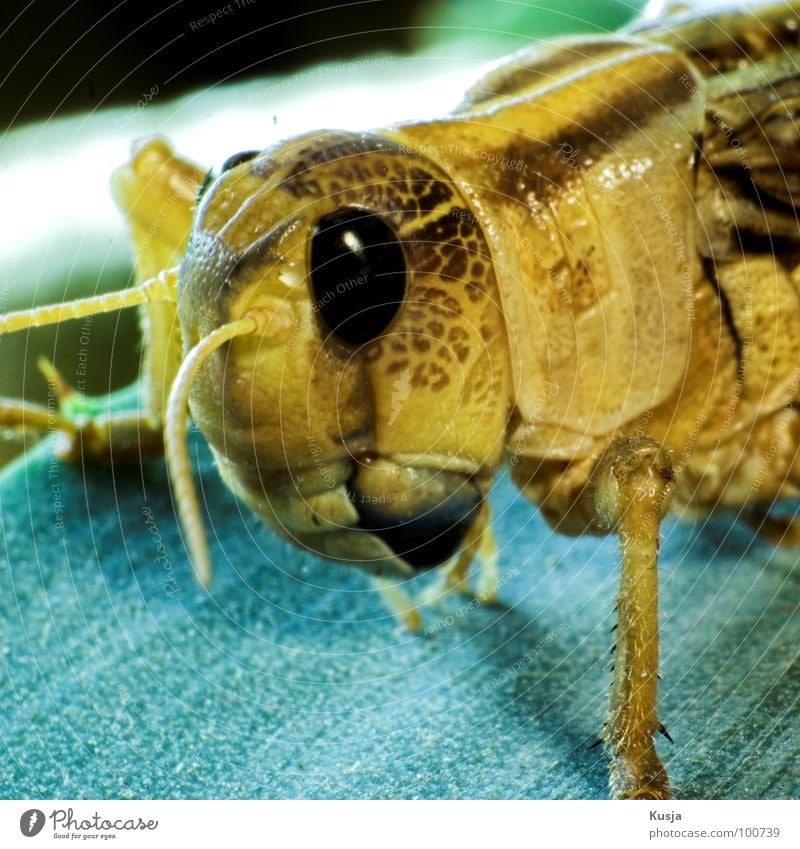 Flipp Heuschrecke Heimchen Sommer Insekt Tier Lebewesen springen hüpfen inseckt Makroaufnahme