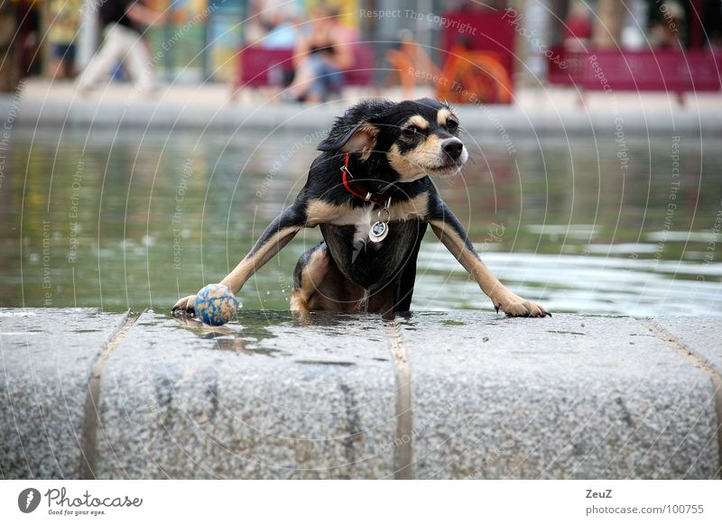 Wasserratte I Hund Tier klein Tropfen feucht nass Schwimmen & Baden kalt Teich Außenaufnahme Säugetier Ball Erfolg Freude Ziel