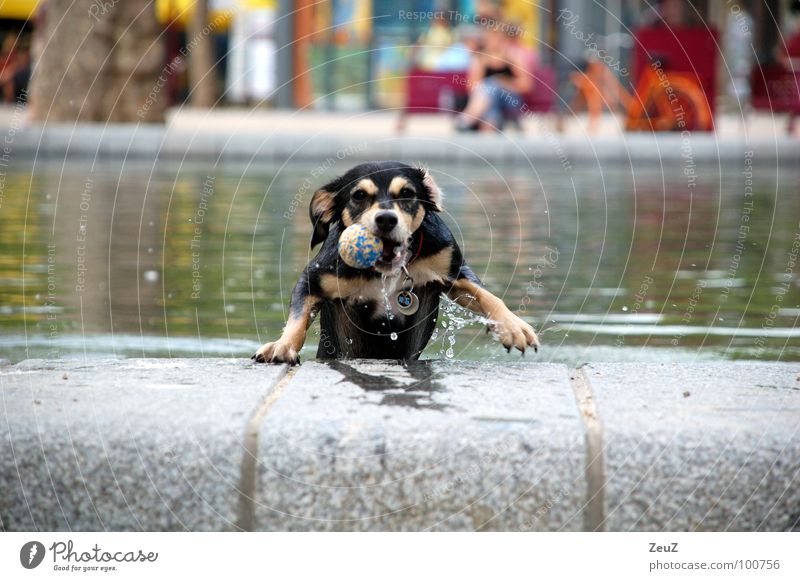 Wasserratte II Hund Tier klein Tropfen feucht nass Schwimmen & Baden kalt Teich Säugetier Ball Erfolg Freude Ziel