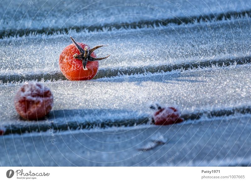 Tomaten im Winter Lebensmittel Gemüse Eis Frost Pflanze Nutzpflanze kalt Vergänglichkeit Farbfoto Außenaufnahme Nahaufnahme Menschenleer Morgen