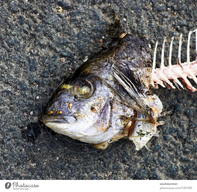Fischkopp Fischmaul atmen Sommer Ernährung Lebensmittel Fischauge Tier Fischgräte Vergänglichkeit Ekel igitt Bäh obskur Mund Wasser Auge Tod dead Meeresbewohner