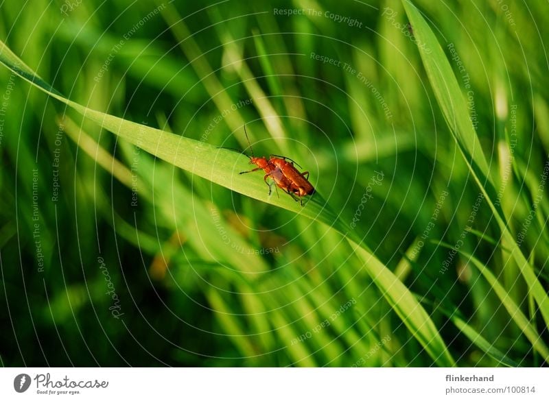 l'amour. Freude Glück Sommer Tier Gras Wiese Käfer Flügel fliegen hell grün Gefühle Optimismus Insekt Halm Orgasmus Beleuchtung Außenaufnahme Nahaufnahme
