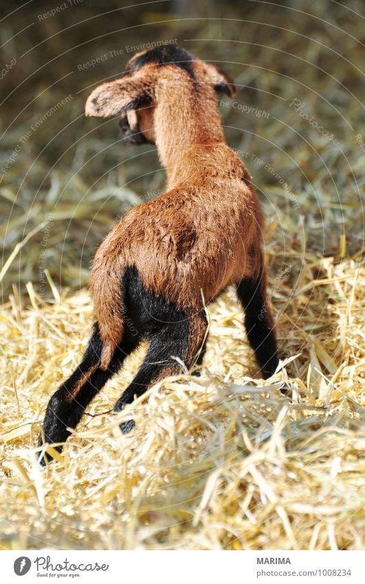 newborn goat in the hay Zoo Natur Tier Fell Nutztier Streichelzoo Herde Tierjunges stehen Wachstum braun schwarz outside beige bio Blut blood brown Europa Pelz