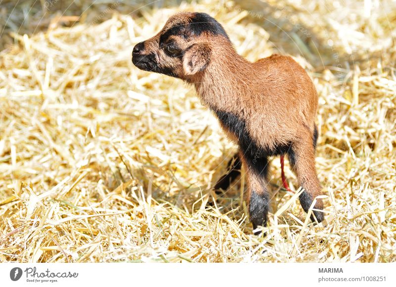 newborn goat in the hay Zoo Natur Tier Fell Nutztier Streichelzoo Herde Tierjunges stehen Wachstum braun schwarz outside beige bio Blut blood brown Europa Pelz