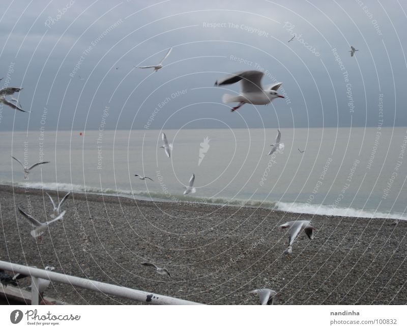Vögel am Meer Vogel Strand grau Einsamkeit Küste Freiheit Mittelmeer Nice