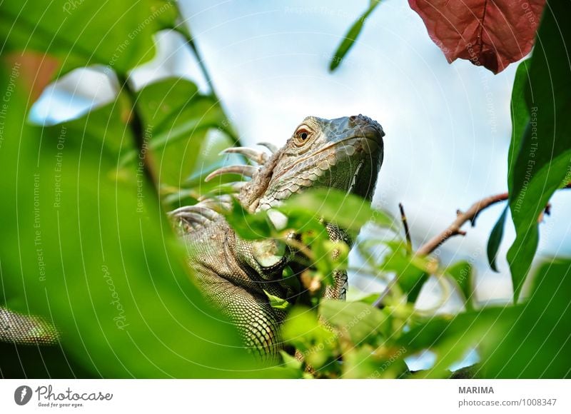 Portrait of a green iguana Erholung Natur Pflanze Tier Blatt Pfote braun grün Ast Zweig branches ausruhen take a rest beige sheet foliage brown Echsen saurian