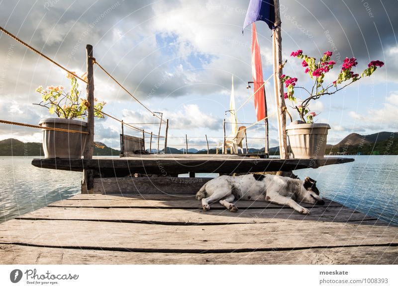 Wuff Schlaf Ferne Sommer Insel Schönes Wetter Meer Haustier Hund 1 Tier schlafen Philippinen Farbfoto Gedeckte Farben Außenaufnahme Tag Starke Tiefenschärfe