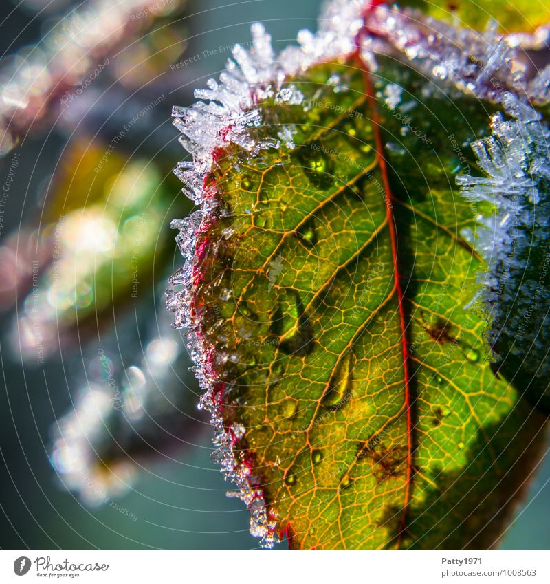 Zum Dahinschmelzen Natur Pflanze Wassertropfen Winter Eis Frost Rose Blatt Blattadern Kristalle grün rot weiß Reinheit kalt durchsichtig gefroren Farbfoto
