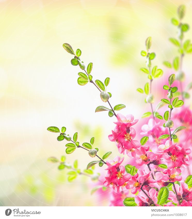 Pink blühende Strauch, Frühling Hintergrund Design Sommer Garten Natur Pflanze Sonnenlicht Schönes Wetter Blume Blüte Park verblüht rosa Duft Hintergrundbild