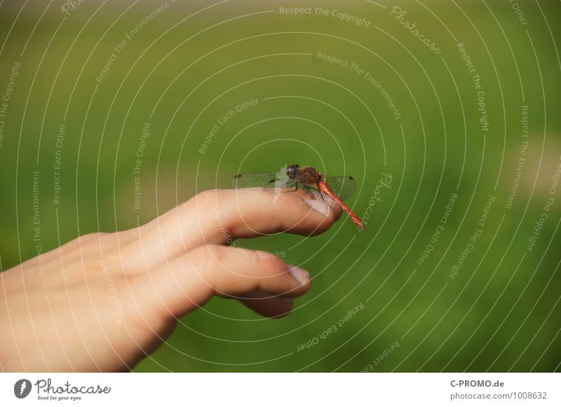libellenbegegnung Hand Finger Libelle Libellenflügel grün Landen begegnen Neugier entdecken Biologie Insekt forschen Wissenschaften Naturerlebnis Naturliebe