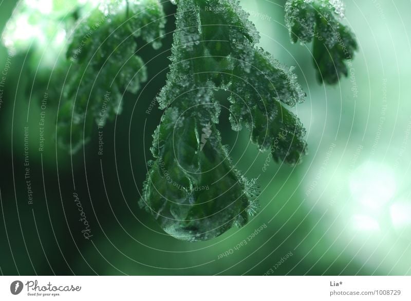 Kalt im Wald Natur Winter Baum Grünpflanze kalt grün Frost Eiskristall Tropfen gefroren Weihnachtsbaum Detailaufnahme Makroaufnahme Reflexion & Spiegelung