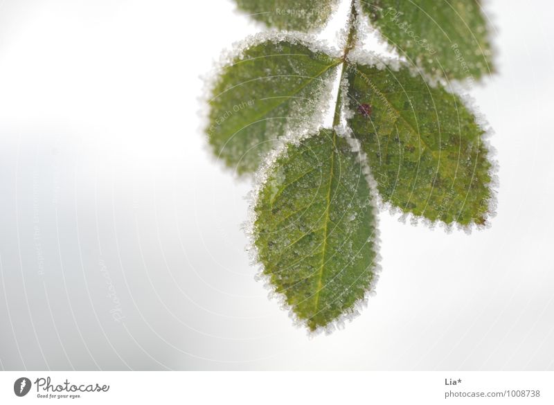 Frostige Blätter Winter Eis Blatt Grünpflanze kalt gefroren Außenaufnahme Detailaufnahme Makroaufnahme