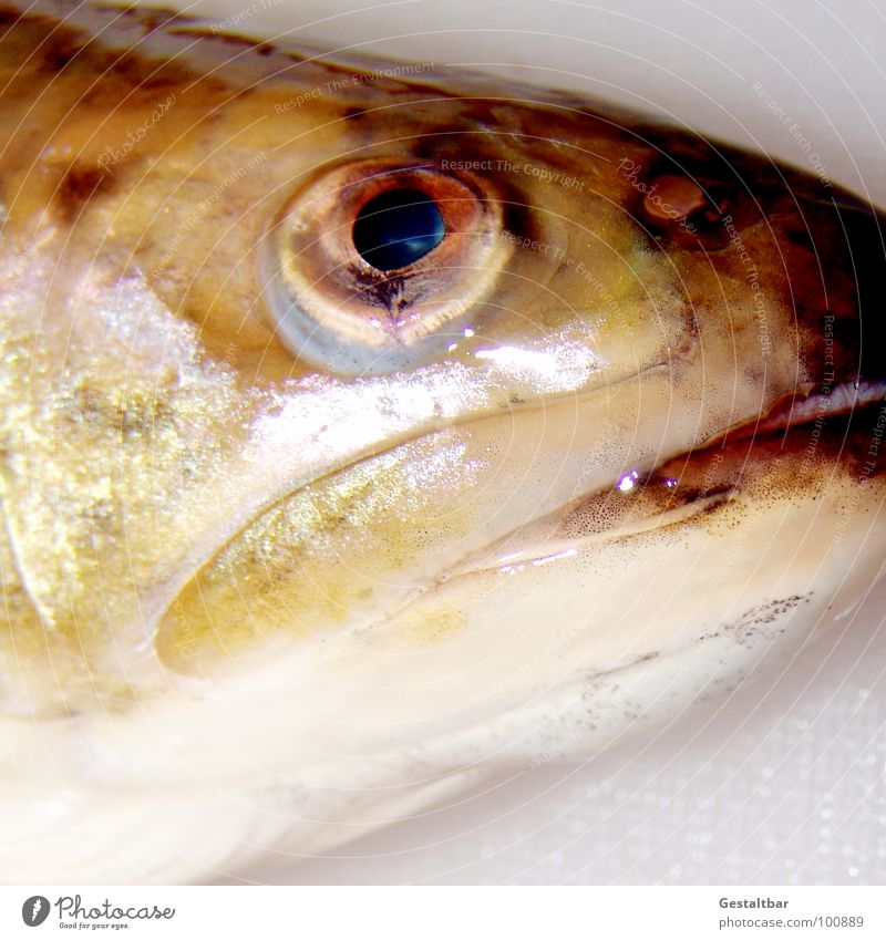 Saibling kochen & garen glänzend gestaltbar Ernährung glibschig keine Glanzleistung Auge Maul geschlachtet Forellenfisch Fettflosse Salmonid Lachsfischgattung