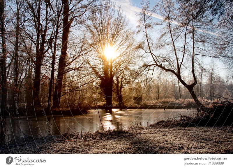 der letzte Frost Landschaft Himmel Sonne Sonnenlicht Frühling Wetter Schönes Wetter Eis Baum Garten kalt blau braun gold Farbfoto Außenaufnahme Menschenleer