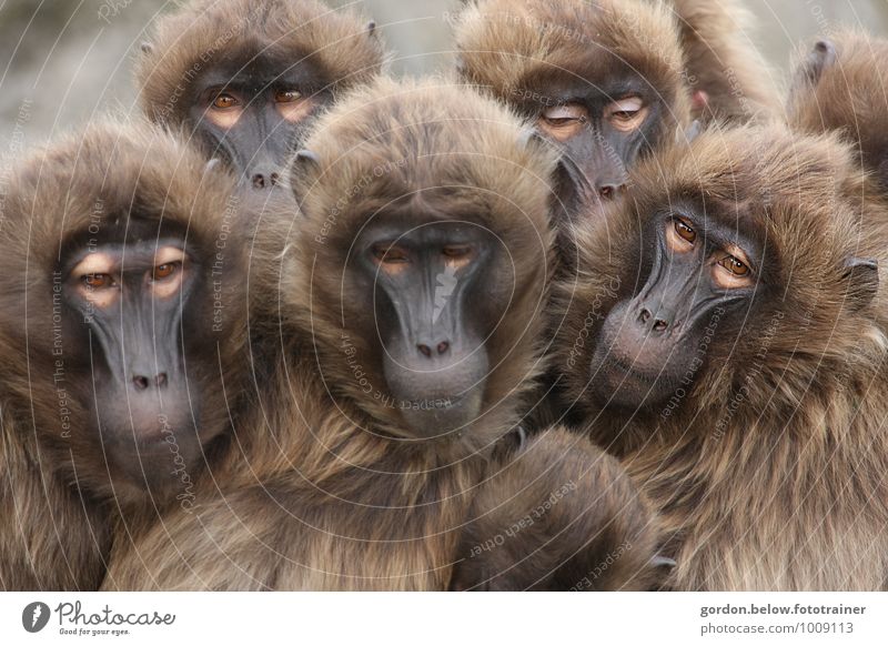 Affenbande Umwelt Natur Tier Wildtier Zoo Tiergruppe Tierfamilie beobachten festhalten hocken Blick Umarmen kuschlig Neugier niedlich braun Farbfoto