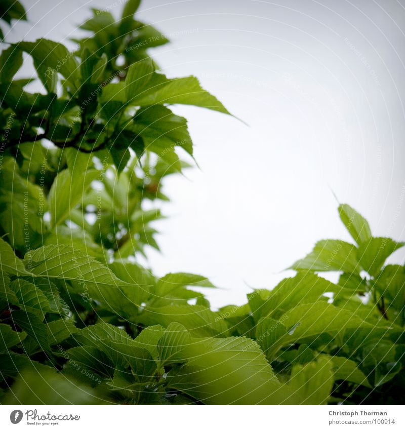 Blattwerk 1.0 mit Anti-Serien-Garantie Grünpflanze Baum Sträucher Botanik Pflanze Froschperspektive grün Rauschen Rascheln hell-blau grau Unwetter Regen