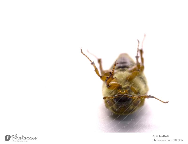 Käfer = umgefallen Insekt Wiese Halm grün Körperhaltung Blick Rasen