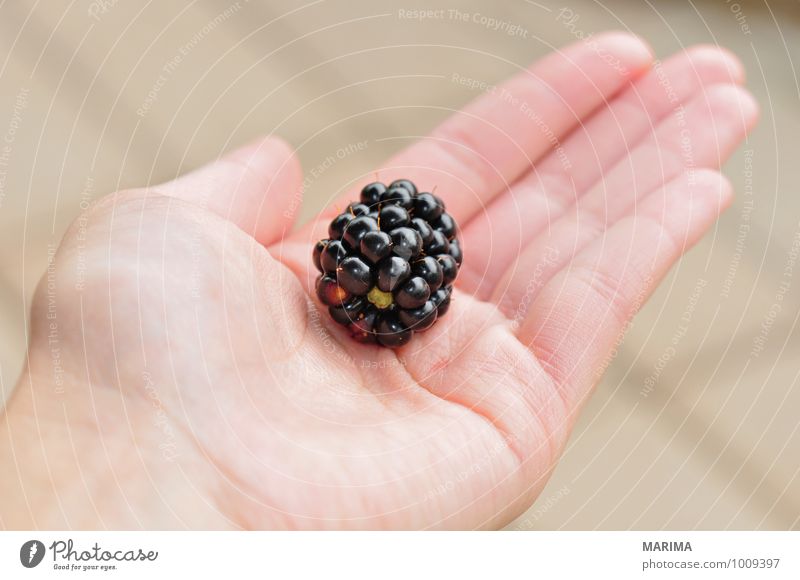 to pick blackberries, one berry in the hand Lebensmittel Frucht Ernährung Vegetarische Ernährung Hand Umwelt Natur frisch lecker schwarz Beeren bio biologisch