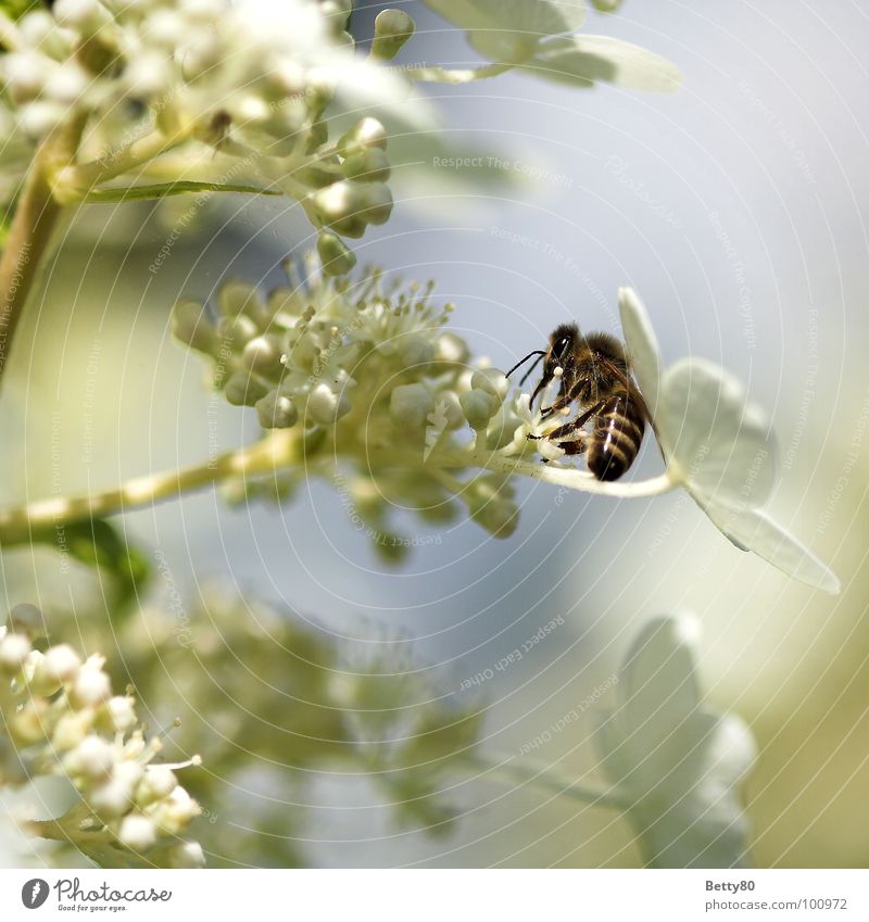 Fleißig ohne Ende II Insekt Biene Blume Staubfäden Blüte Sammlung Suche fleißig genießen Kosten Sommer Makroaufnahme Nahaufnahme Natur Nektar Blühend