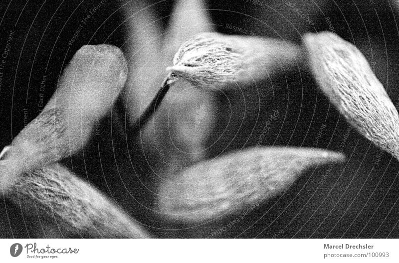 Mikromakro klein winzig mikroskopisch Sporen Unschärfe grau schwarz weiß arrangiert Makroaufnahme Nahaufnahme Schwarzweißfoto Berge u. Gebirge Mikrofon Samen