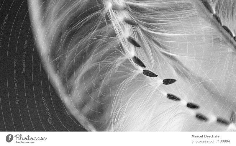 Vom Winde verweht klein winzig mikroskopisch Unschärfe grau schwarz weiß arrangiert Schweben leicht Flaum Makroaufnahme Nahaufnahme Schwarzweißfoto