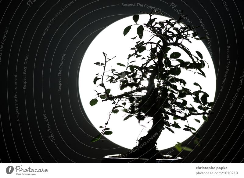 Bonsai Tomodachi Pflanze Baum Blatt Grünpflanze Blühend Wachstum dunkel Silhouette Asien Japanisch Vollmond Botanik Schwarzweißfoto Gedeckte Farben