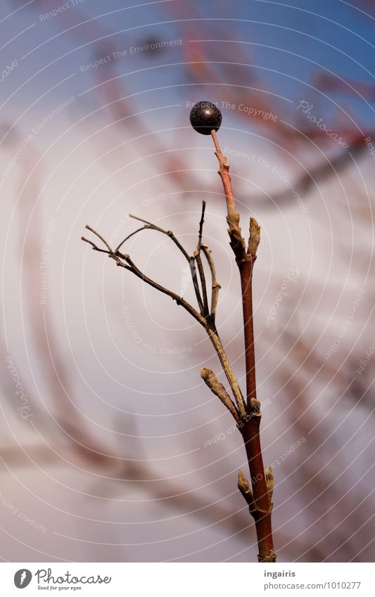 Winterbeerle Natur Pflanze Himmel Sträucher Beeren Ast Zweig dehydrieren natürlich rund trist trocken blau braun weiß Zufriedenheit Vergänglichkeit Wachstum