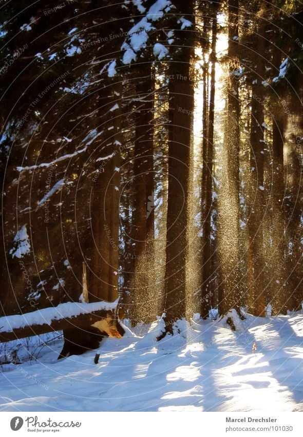 Winterwald Wald Baum Licht Waldlichtung kalt Flocke rieseln ruhig Einsamkeit Morgen Erzgebirge Schnee Frost Lichtstrahlt Sonne Baumstamm Bärenstein
