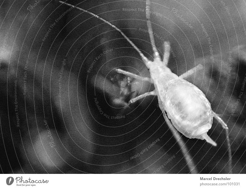 Läuschen Helga Laus Blattläuse schwarz weiß grau mikroskopisch klein winzig Insekt Unschärfe Ekel Schwarzweißfoto Makroaufnahme Nahaufnahme Körnung miko