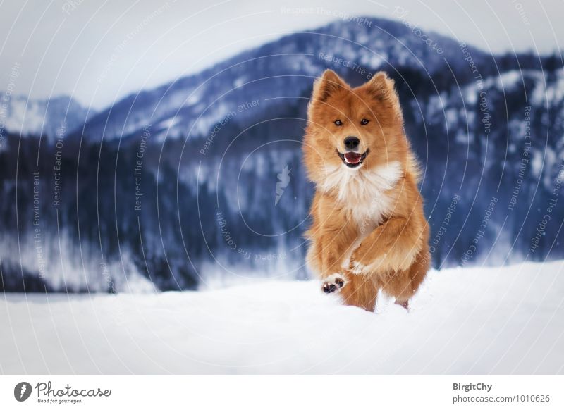 Barnie Winter Schönes Wetter Schnee Tier Haustier Hund 1 laufen rennen Elo (Hunderasse) Gedeckte Farben Außenaufnahme Menschenleer Tag Blick Blick in die Kamera