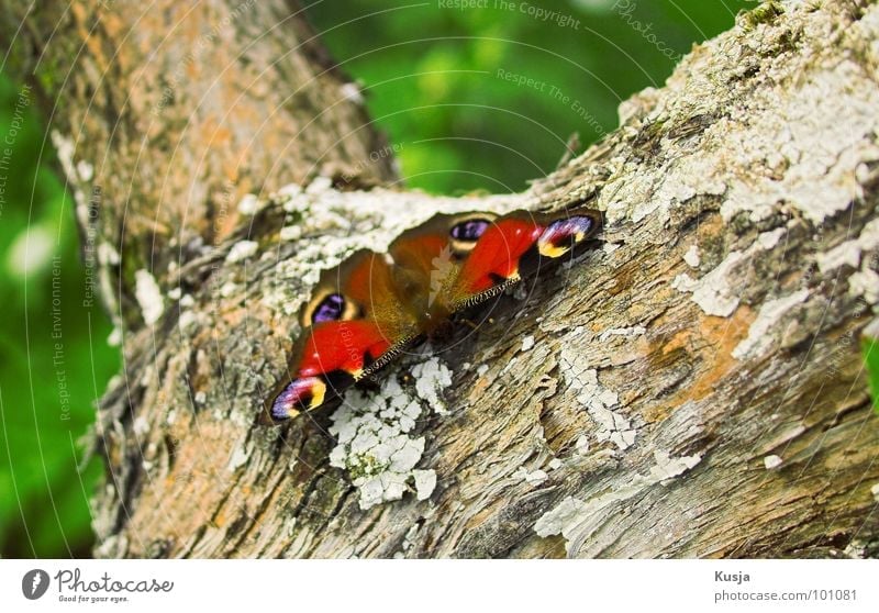 Peacock Butterfly Schmetterling Tagpfauenauge klein Insekt Muster Färbung rot Baum Baumrinde Tier schön leicht Leichtigkeit Flügel Maserung Bündel sitzen warten