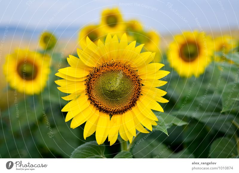Sonnenblumen Natur Pflanze Blume Blüte Zufriedenheit schön Schwerpunkt Wellness Farbfoto Außenaufnahme Menschenleer Tag