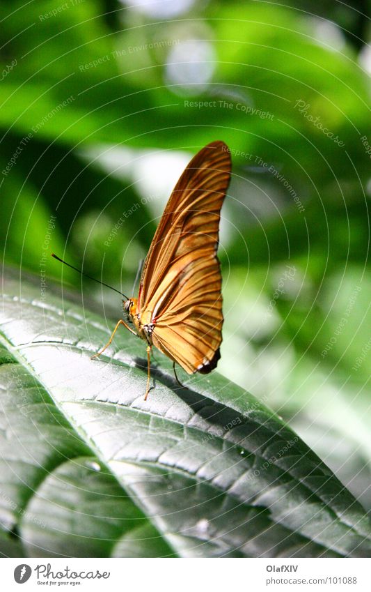 Tropen Schmetterling grün Tiefenschärfe Blatt Unschärfe ruhig Gelassenheit Licht Fühler Urwald schön Zufriedenheit Wärme Schatten sitzen Fuß Flügel Farbe