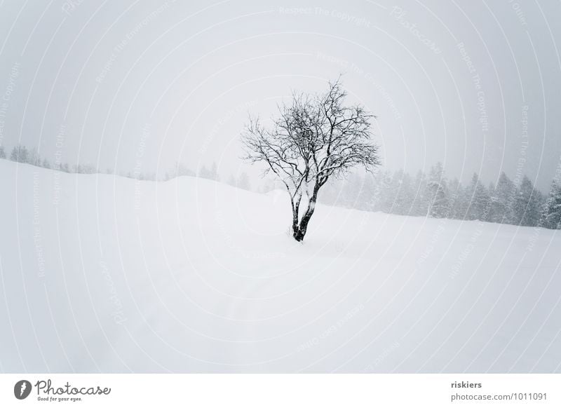 silence Umwelt Natur Landschaft Pflanze Winter Wetter Sturm Schnee Schneefall Baum Kraft ruhig Einsamkeit einzigartig elegant Idylle kalt Farbfoto